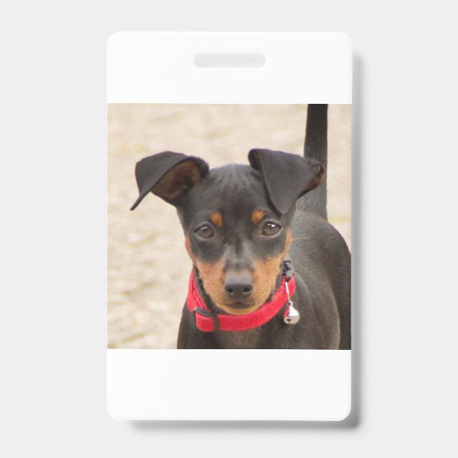miniature-pinscher-black and rust badge (Front)