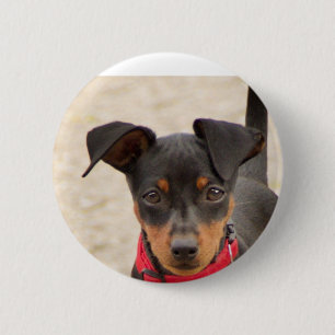 miniature-pinscher-black and rust button