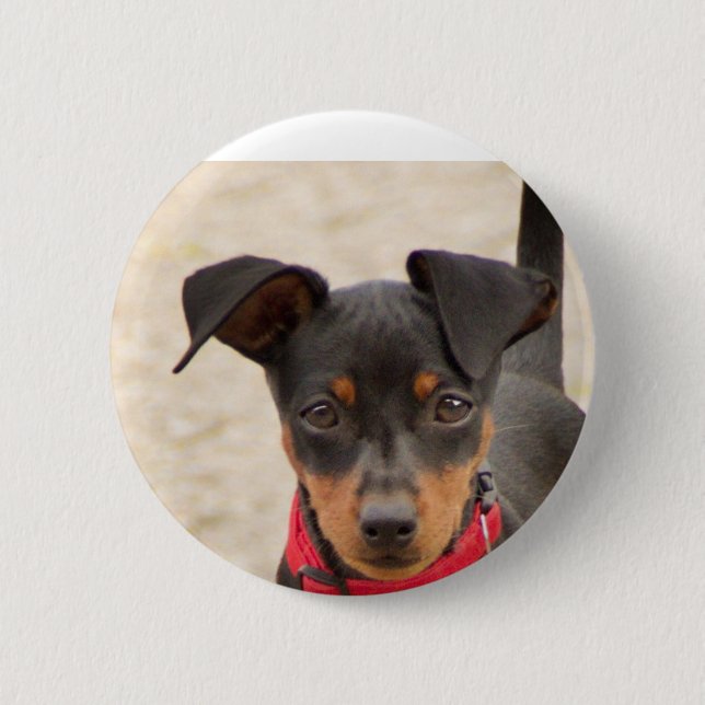miniature-pinscher-black and rust button (Front)