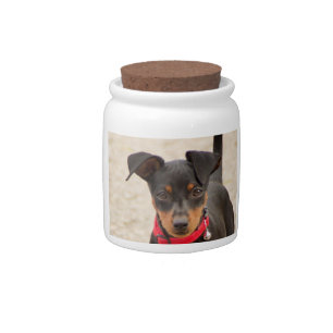 miniature-pinscher-black and rust candy jar