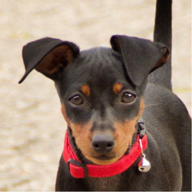 miniature-pinscher-black and rust cutout (Front)