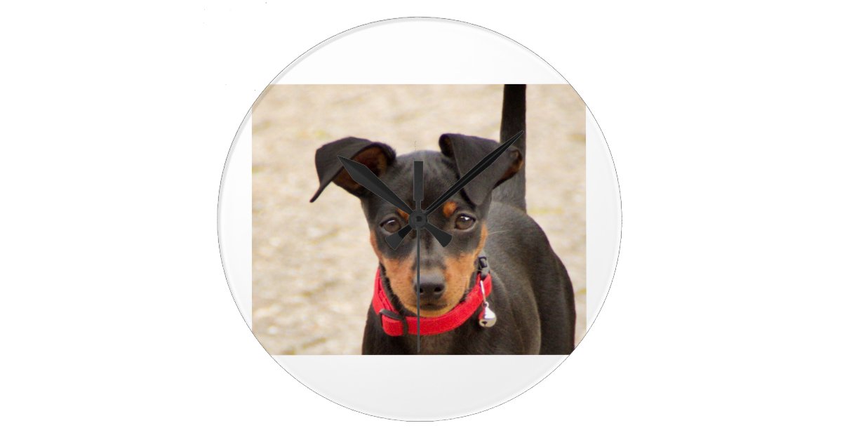 miniature-pinscher-black and rust large clock | Zazzle.com