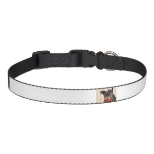 miniature-pinscher-black and rust pet collar