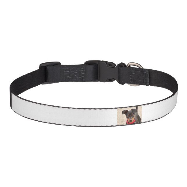 miniature-pinscher-black and rust pet collar (Front)