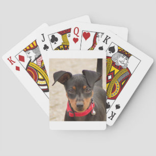 miniature-pinscher-black and rust poker cards