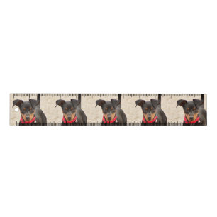 miniature-pinscher-black and rust ruler