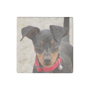 miniature-pinscher-black and rust stone magnet