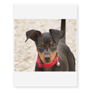 miniature-pinscher-black and rust temporary tattoos