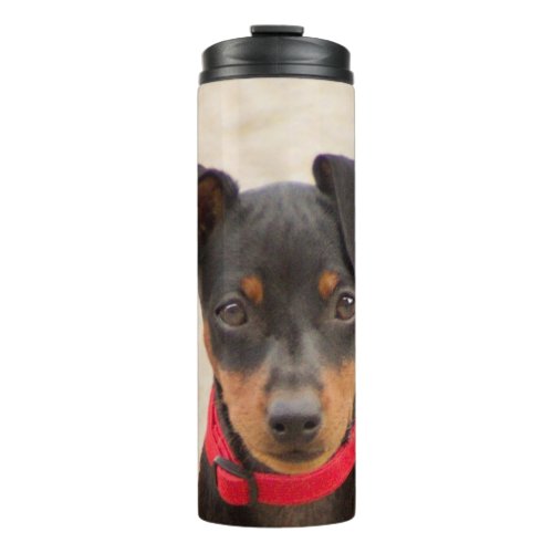 miniature_pinscher_black and rust thermal tumbler
