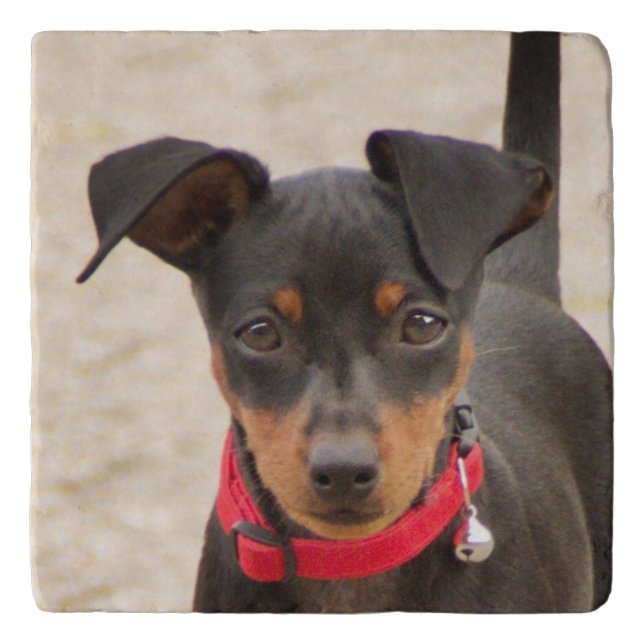 miniature-pinscher-black and rust trivet (Front)