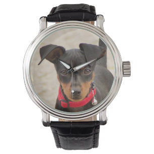 miniature-pinscher-black and rust watch