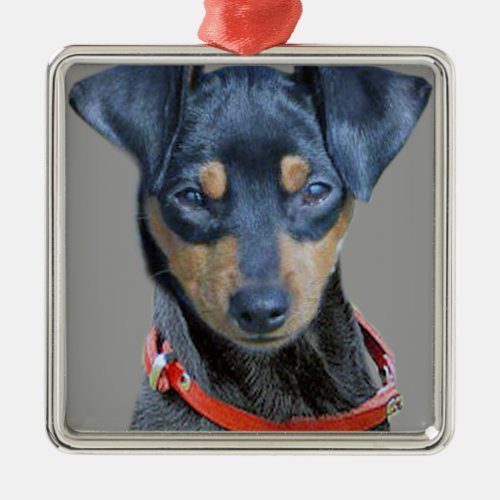 Miniature Pinscher Black Puppy Metal Ornament