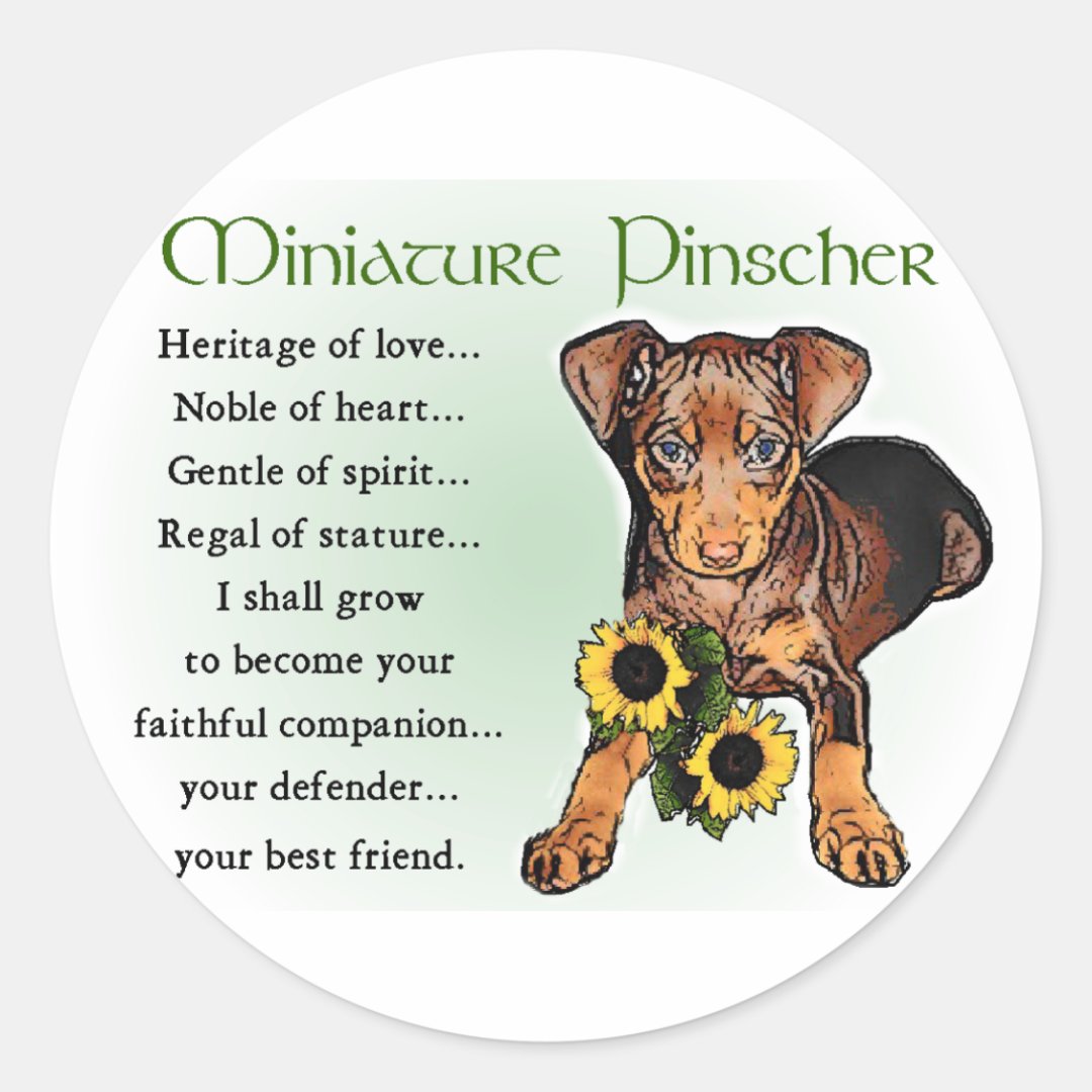 Miniature Pinscher Gifts Classic Round Sticker Zazzle