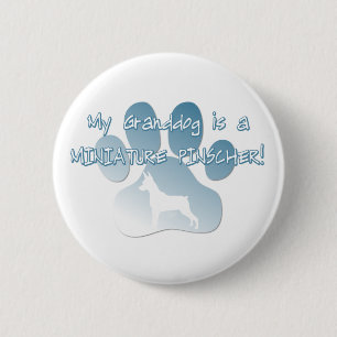 Miniature Pinscher Granddog Pinback Button