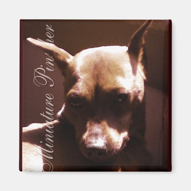 Miniature Pinscher Magnet (Front)