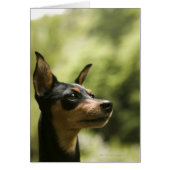 Miniature Pinscher (Min-Pin) 2 (Front)