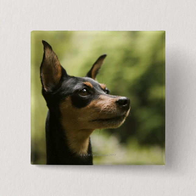 Miniature Pinscher (Min-Pin) 2 Button (Front)