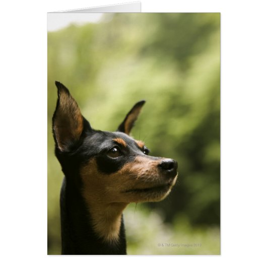 Miniature Pinscher (Min-Pin) 2 Cards (Front)