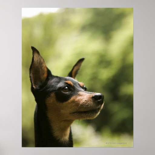 Miniature Pinscher Art, Miniature Pinscher Paintings & Framed Artwork ...