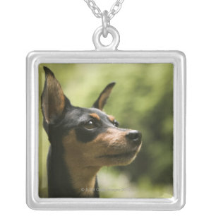 Miniature Pinscher (Min-Pin) 2 Silver Plated Necklace