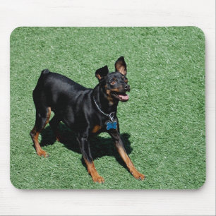 Miniature Pinscher mouse pad
