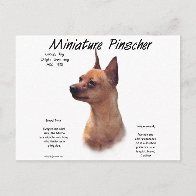 Miniature Pinscher (red) History Design Postcard (Front)
