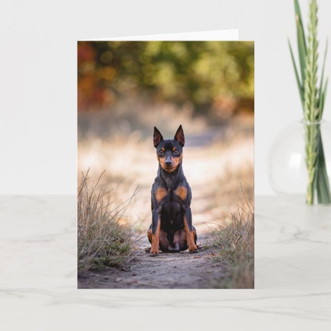 Miniature Pinscher Sitting Card (Front)