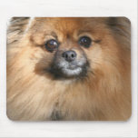 Miniature Pomeranian Mouse Pad