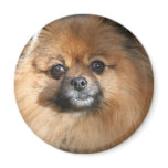 Miniature Pomeranian Round Magnet