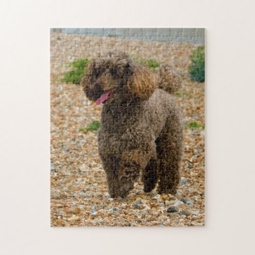 Miniature Poodle dog photo jigsaw puzzle