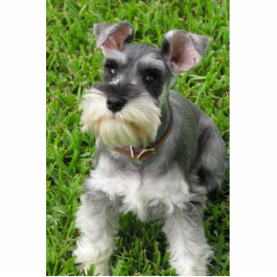 Miniature Schnauzer 3-D figurine Cutout