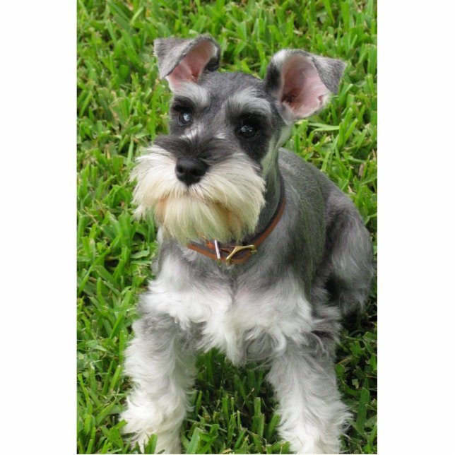 Miniature Schnauzer 3-D figurine Cutout (Front)