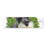 Miniature Schnauzer Bumper Sticker