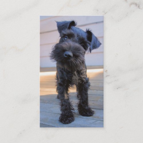 Miniature Schnauzer Business Card - #3