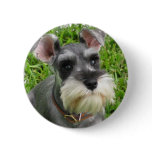 Miniature Schnauzer Button