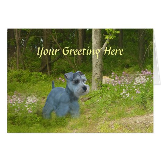 Miniature Schnauzer Card (Front Horizontal)