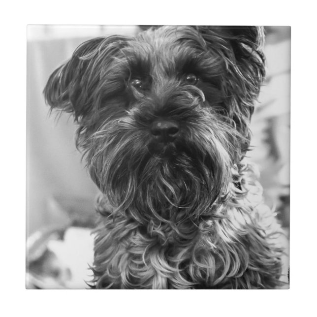 Miniature Schnauzer Ceramic Tile (Front)