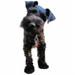 Miniature Schnauzer Christmas Ornament<br><div class="desc">This cute little fur face would be a cute addition to anyone's Christmas tree.</div>