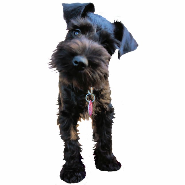 Miniature Schnauzer Christmas Ornament (Front)