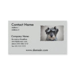 Miniature Schnauzer Dog Business Card