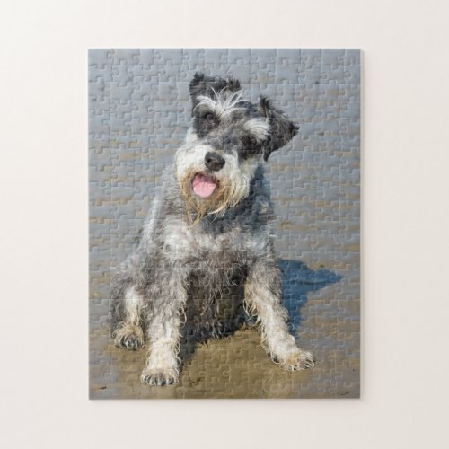 Miniature Schnauzer dog photo jigsaw puzzle