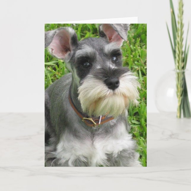 Miniature Schnauzer Greeting Card (Front)