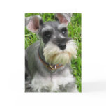 Miniature Schnauzer Greeting Card