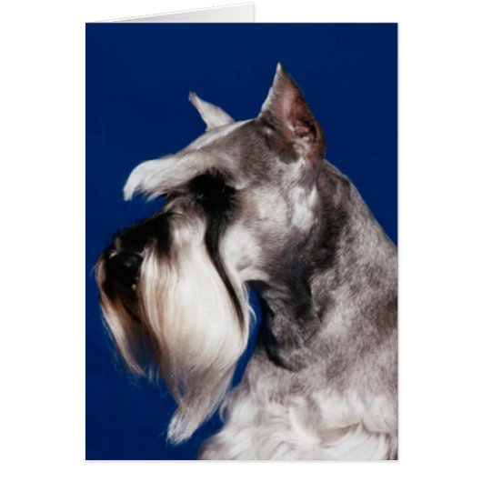 Miniature Schnauzer Head Study Cards (Front)