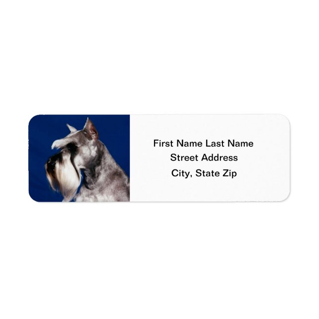 Miniature Schnauzer Head Study Label (Front)