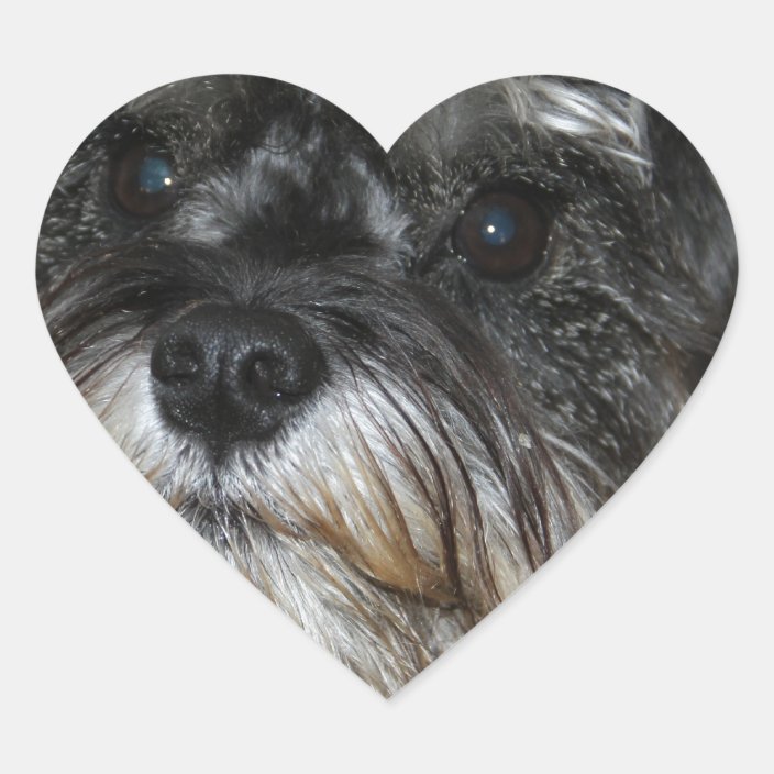 Miniature Schnauzer Heart Sticker | Zazzle.com