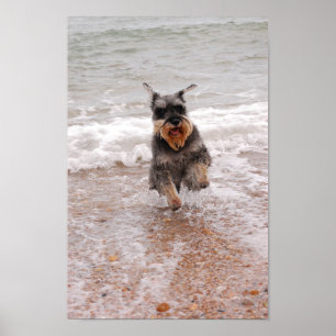Miniature Schnauzer in the Sea Poster