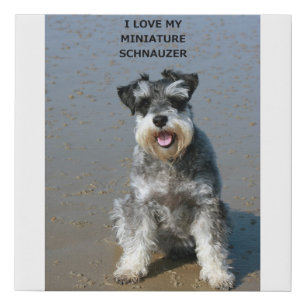 miniature schnauzer-love w picture faux canvas print