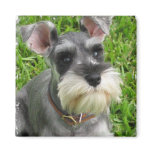 Miniature Schnauzer Magnet