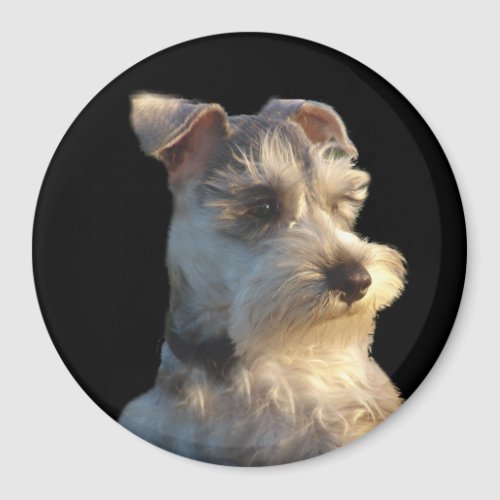 Miniature Schnauzer Magnet